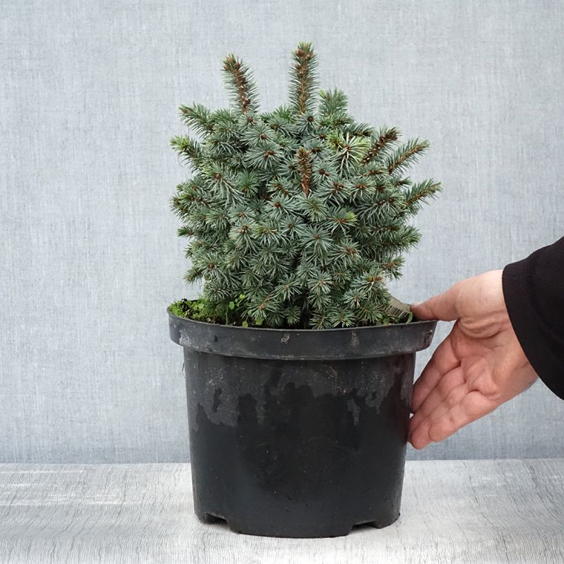 Example of Picea sitchensis Midget Topf mit 4L/5L as you get in automne