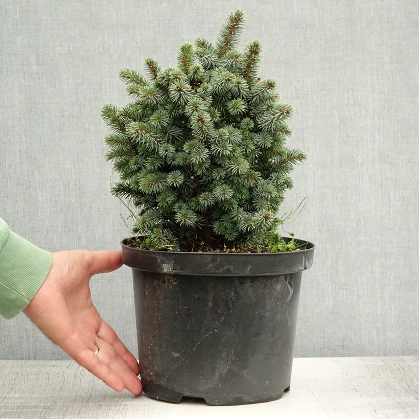 Exemplar von Picea sitchensis Midget Topf mit 4L/5L wie im Sommer geliefert