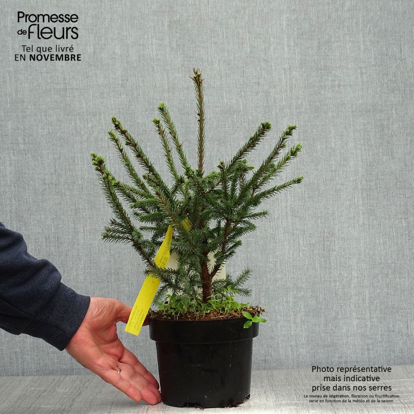Example of Picea sitchensis Nana Topf mit 2L/3L as you get in automne