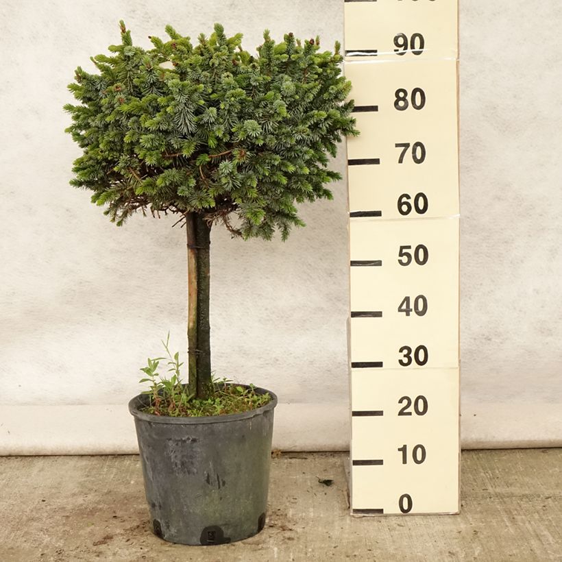 Exemplar von Picea sitchensis Silberzwerg Topf mit 12L/15L, Stamm wie im Sommer geliefert