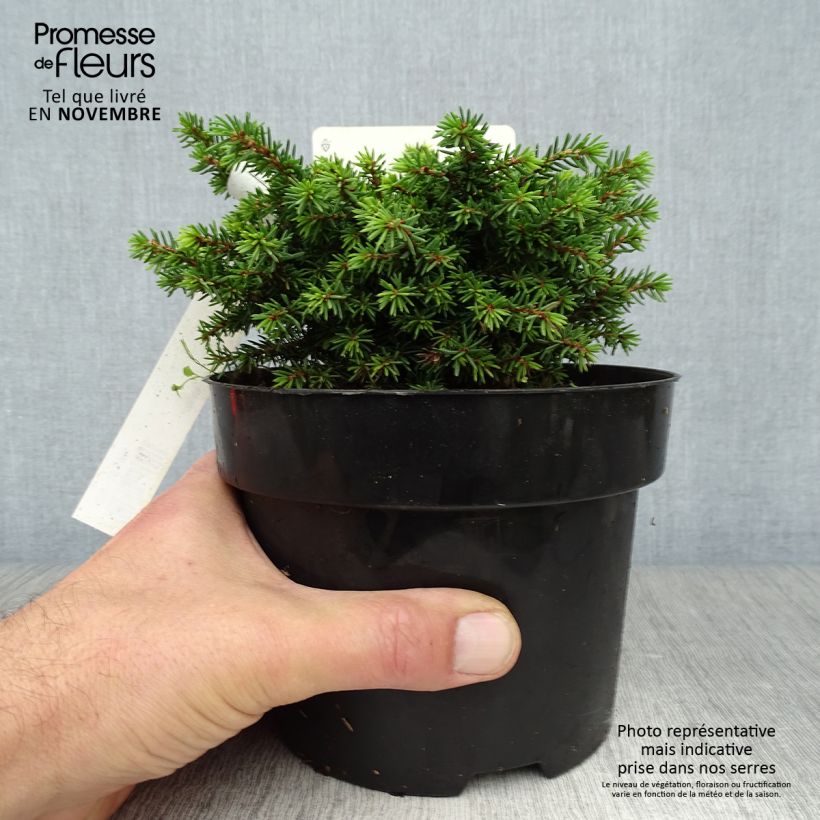 Example of Picea abies Little Gem Topf mit 2L/3L as you get in automne