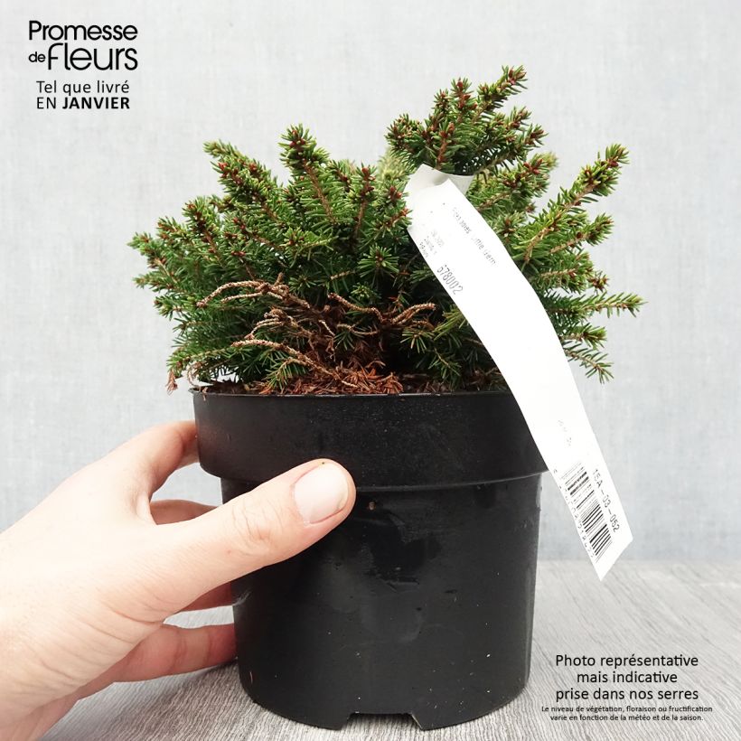 Exemplar von Picea abies Little Gem Topf mit 2L/3L wie im Winter geliefert