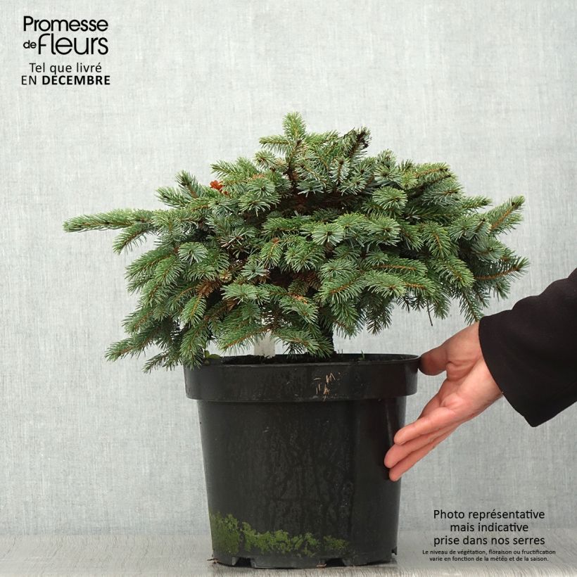 Example of Picea mariana Machala Topf mit 4L/5L as you get in automne