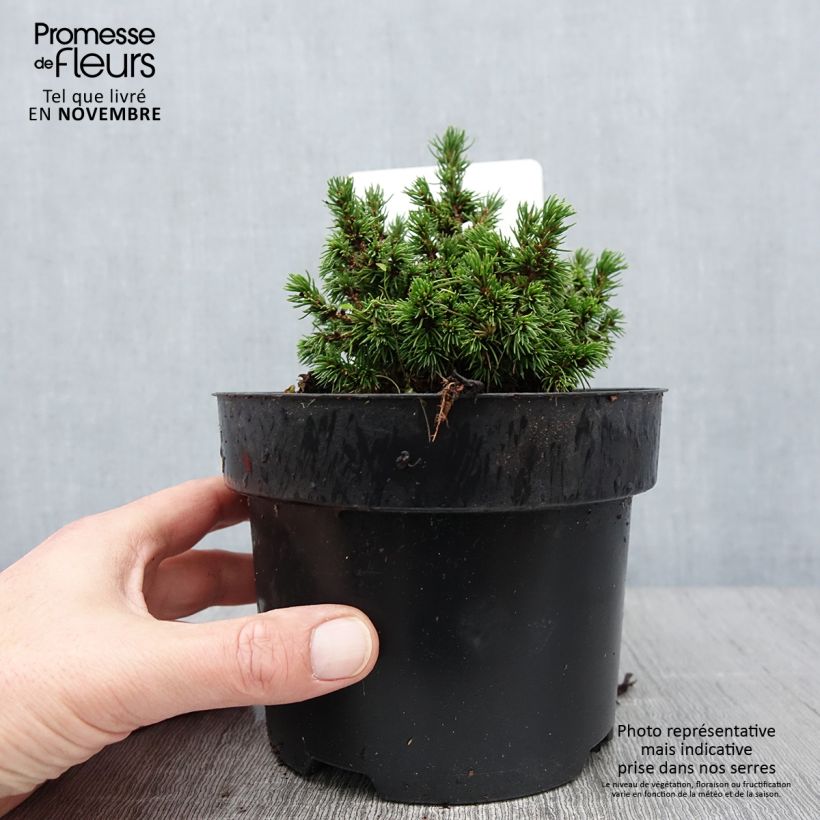 Example of Picea abies Jalako Gold Topf mit 2L/3L as you get in automne