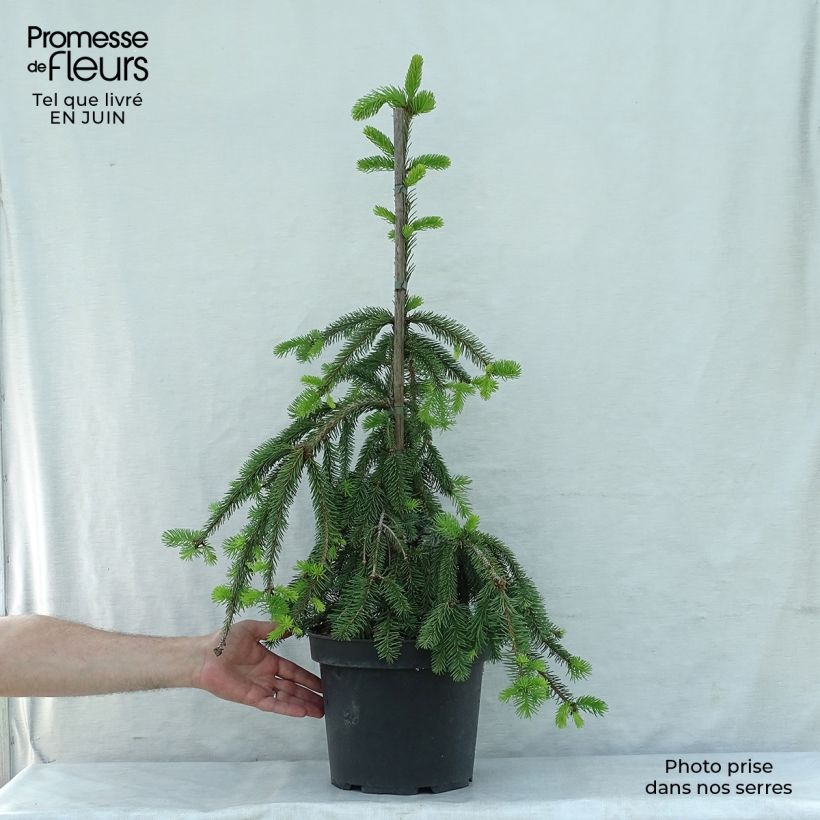 Example of Picea abies Inversa Stück as you get in ete