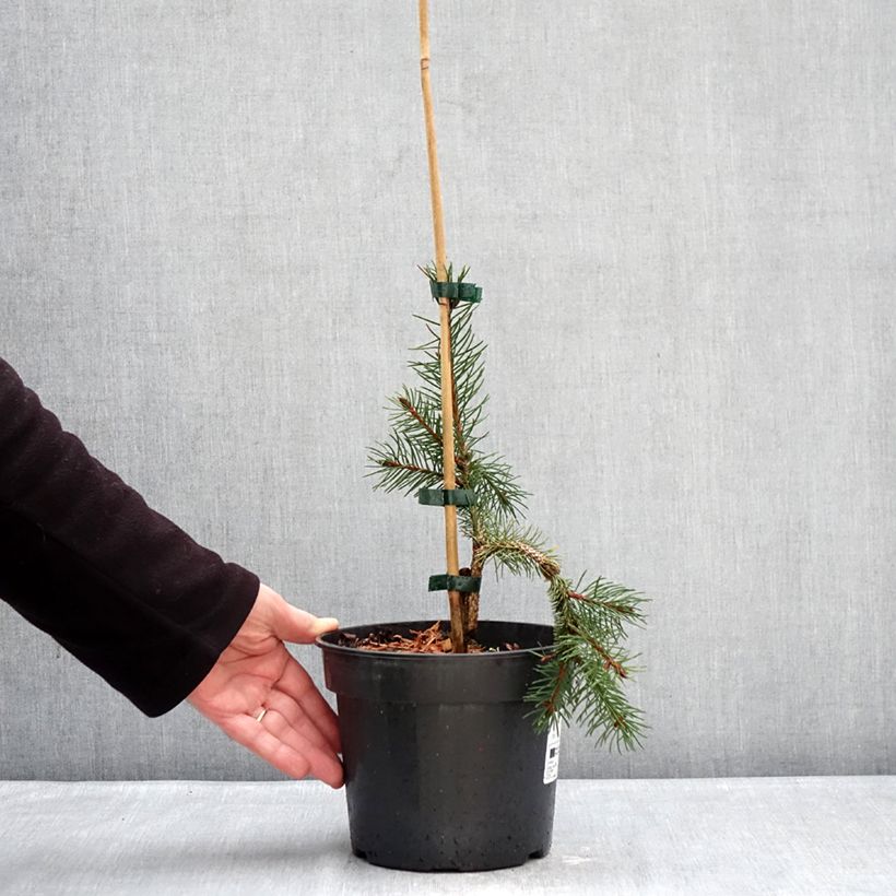 Exemplar von Picea abies Krasickiana Topf mit 3L/4L wie im Winter geliefert