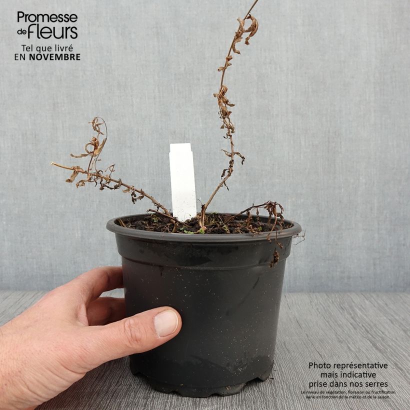 Example of Epilobium angustifolium Album - Schmalblättriges Weidenröschen Topf mit 2L/3L as you get in automne
