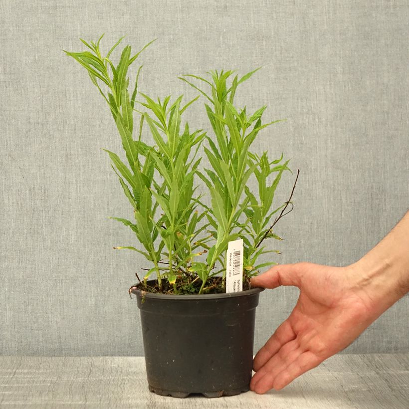 Exemplar von Epilobium angustifolium Album - Schmalblättriges Weidenröschen Topf mit 2L/3L wie im Frühjahr geliefert