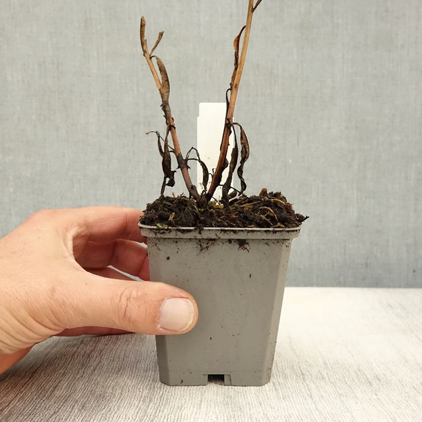 Example of Epilobium angustifolium - Schmalblättriges Weidenröschen Kleine Töpfe von 8/9 cm as you get in automne