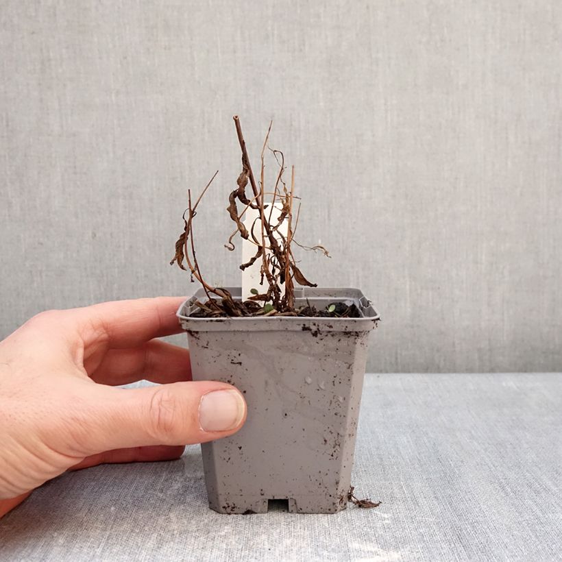 Exemplar von Epilobium angustifolium - Schmalblättriges Weidenröschen Kleine Töpfe von 8/9 cm wie im Winter geliefert