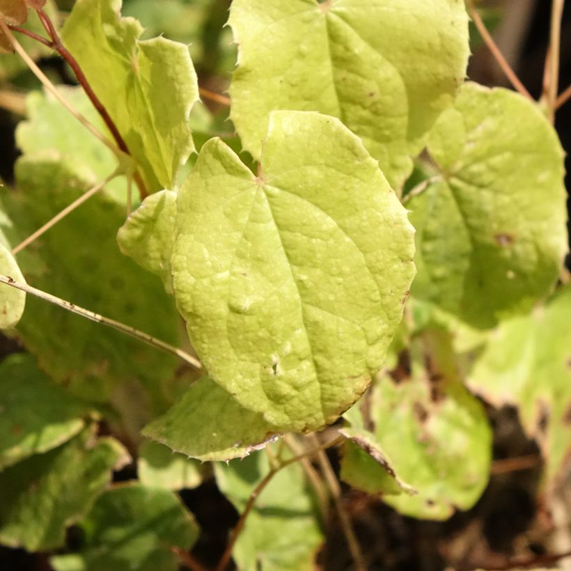 Epimedium Asiatic hybrids - Elfenblume (Foliage)