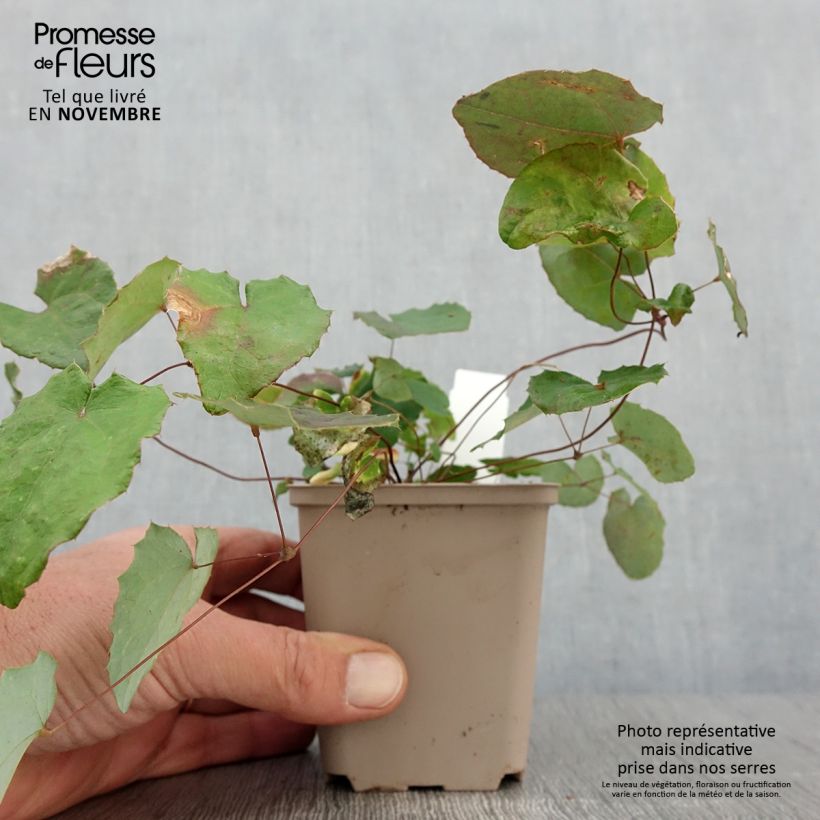 Example of Epimedium davidii - Elfenblume Kleine Töpfe von 8/9 cm as you get in automne