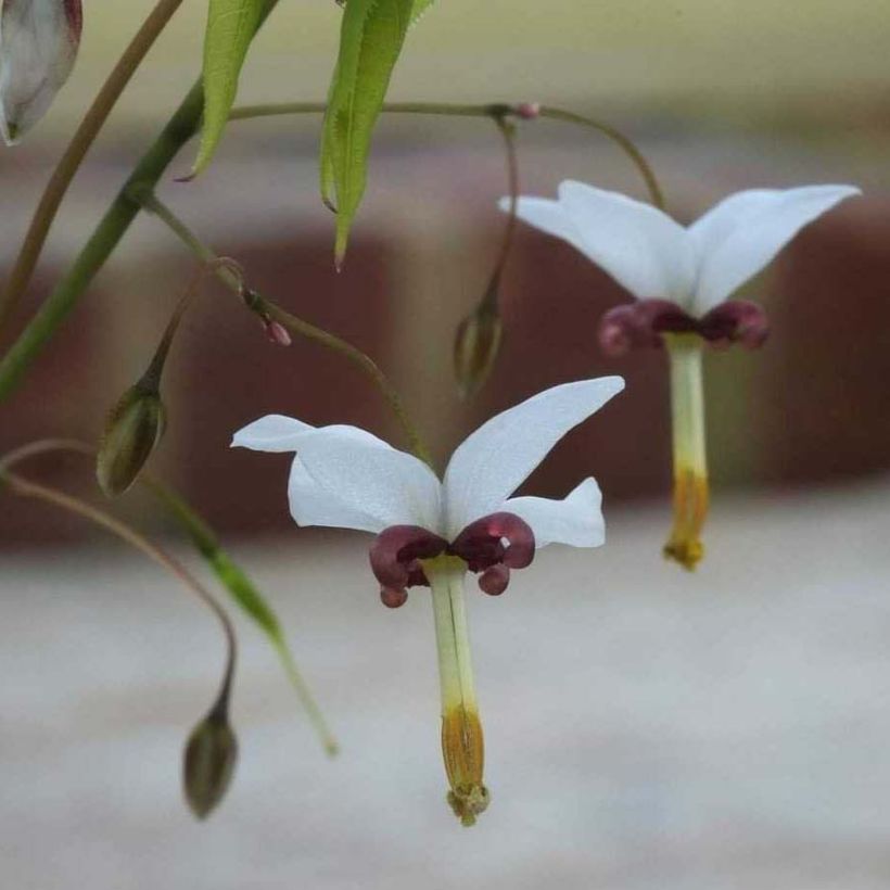 Epimedium dolichostemon - Elfenblume (Flowering)