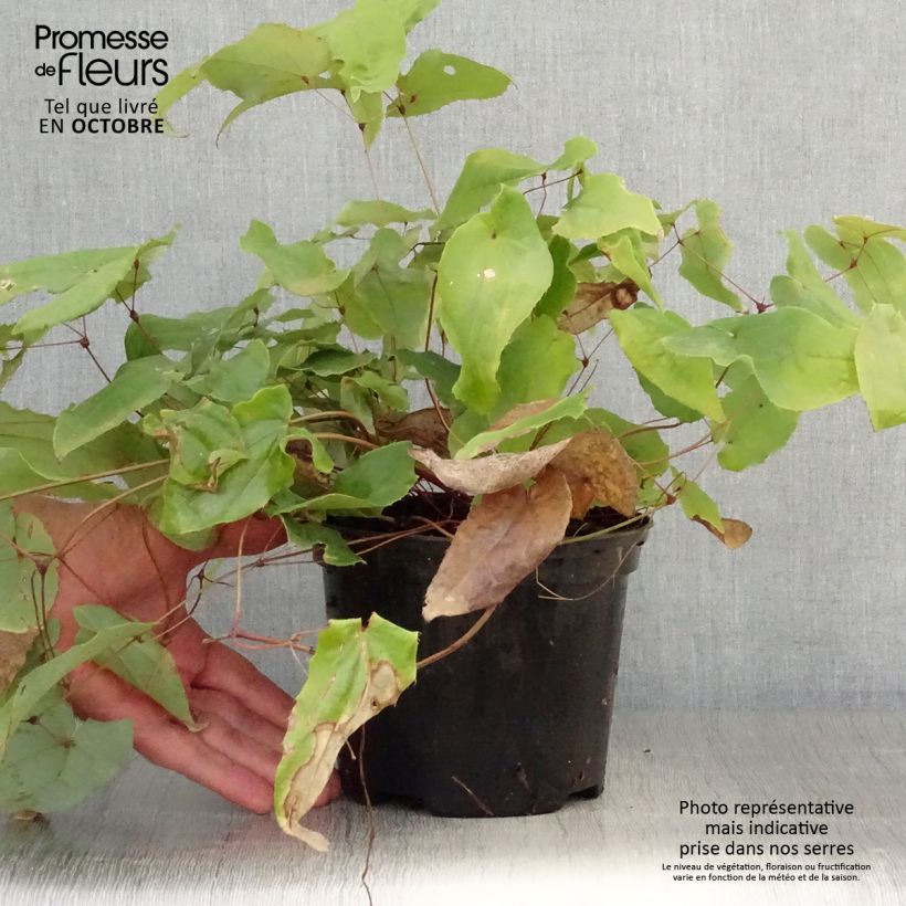 Example of Epimedium Elenwe - Elfenblume Topf mit 1,5L/2L as you get in automne