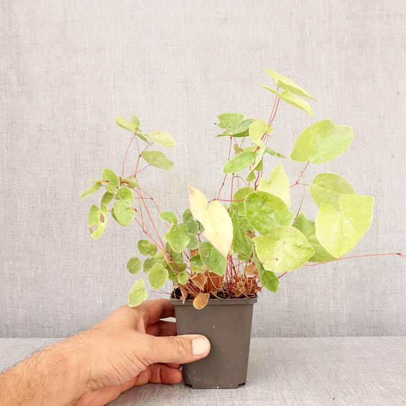 Exemplar von Epimedium elongatum - Elfenblume Kleine Töpfe von 8/9 cm wie im Herbst geliefert