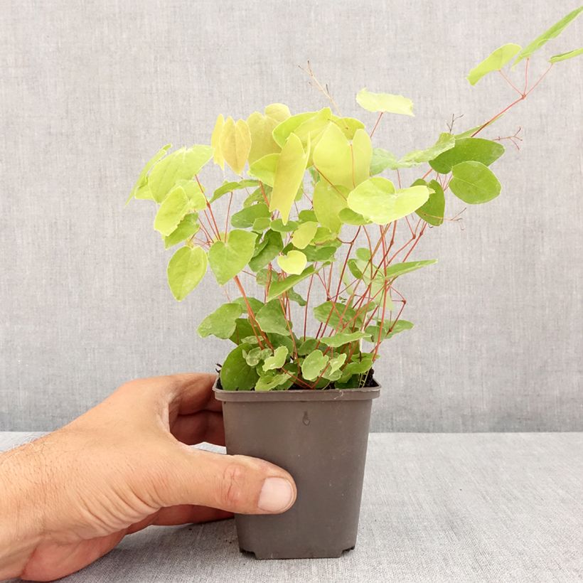 Example of Epimedium elongatum - Elfenblume Kleine Töpfe von 8/9 cm as you get in ete