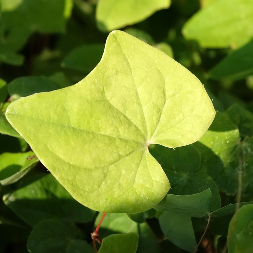 Epimedium elongatum - Elfenblume (Foliage)