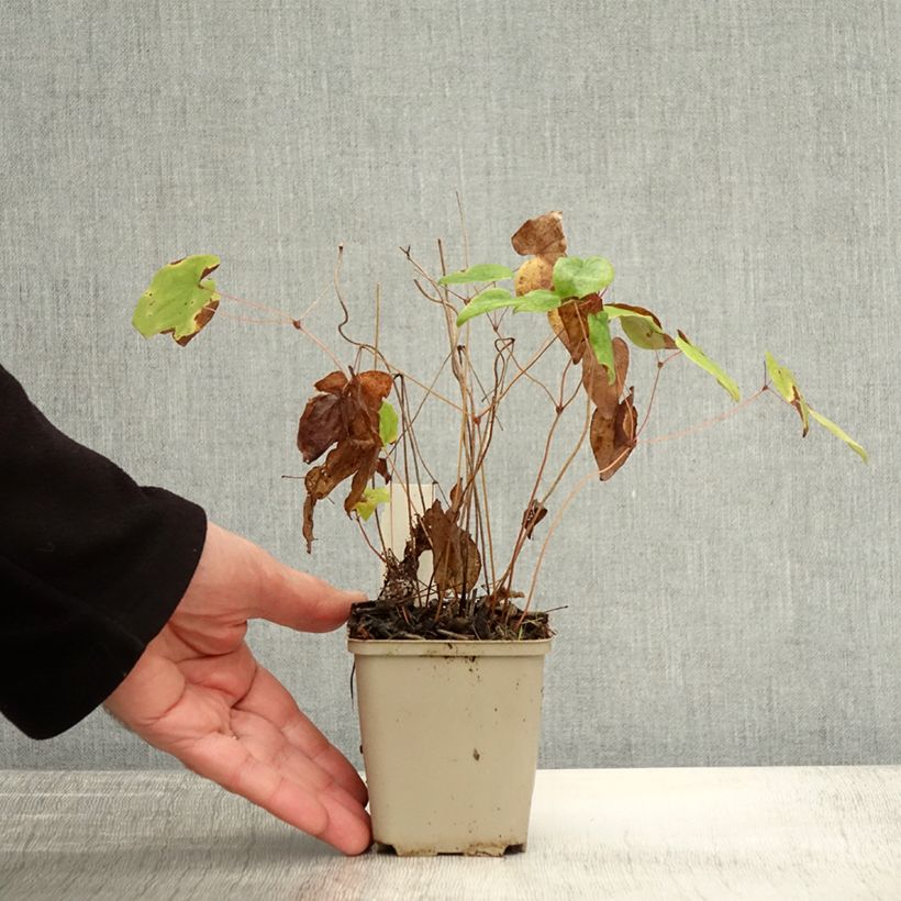 Example of Epimedium grandiflorum Beni-kujaku - Großblumige Elfenblume Kleine Töpfe von 8/9 cm as you get in automne