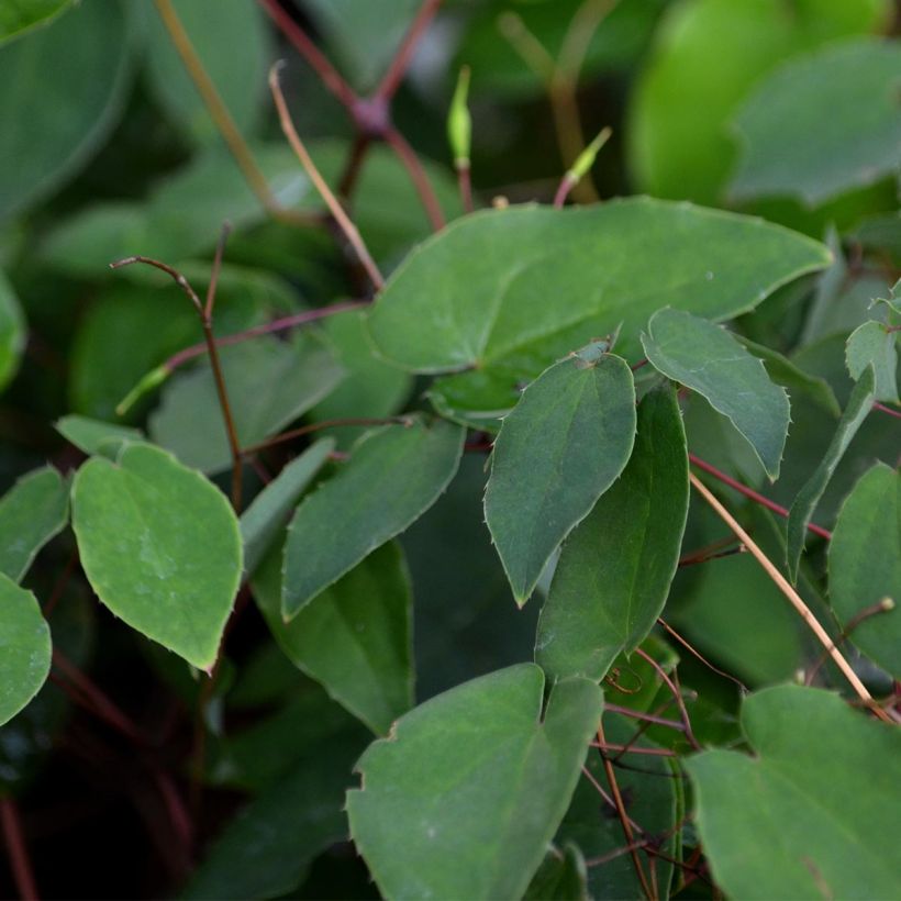 Epimedium grandiflorum - Großblumige Elfenblume (Foliage)