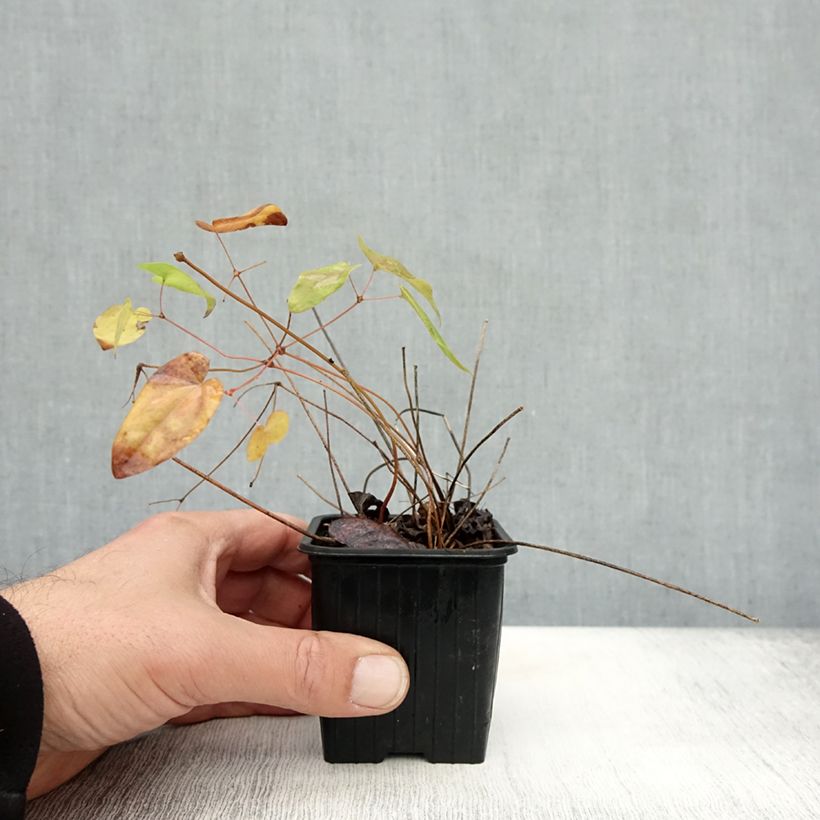 Example of Epimedium grandiflorum Lilafee - Großblumige Elfenblume Kleine Töpfe von 8/9 cm as you get in automne