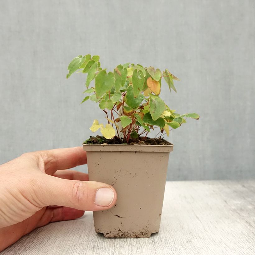 Example of Epimedium grandiflorum Shiho - Großblumige Elfenblume Kleine Töpfe von 8/9 cm as you get in automne
