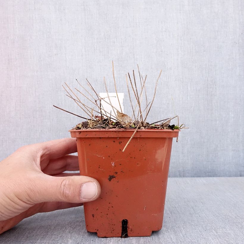 Exemplar von Epimedium Pink Elf - Elfenblume Topf mit 1L/1,5L wie im Frühjahr geliefert