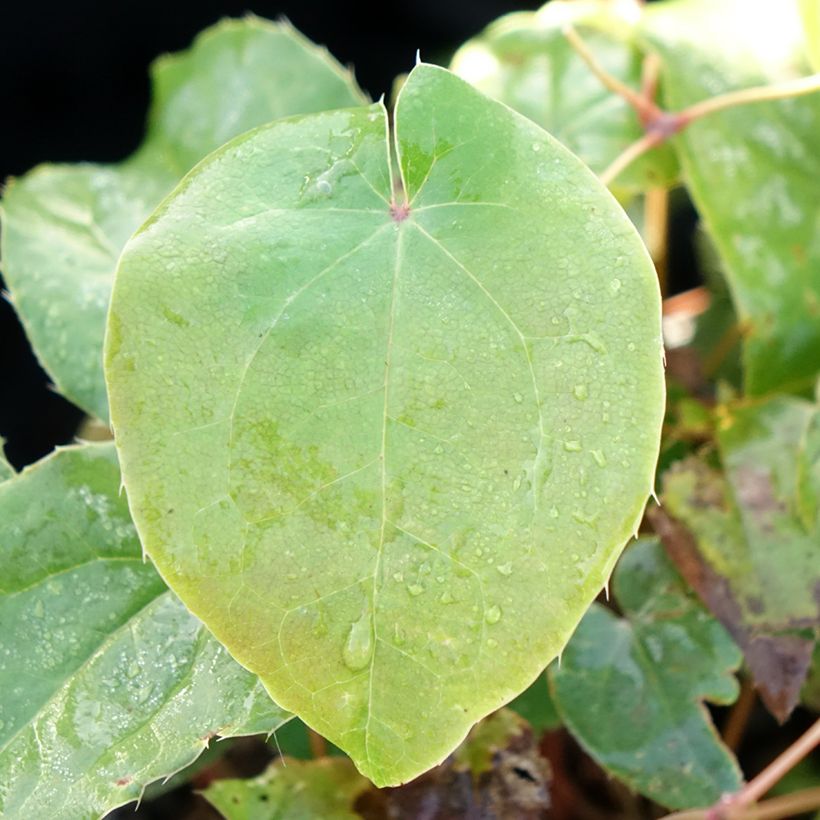Epimedium grandiflorum Pretty in Pink - Großblumige Elfenblume (Foliage)