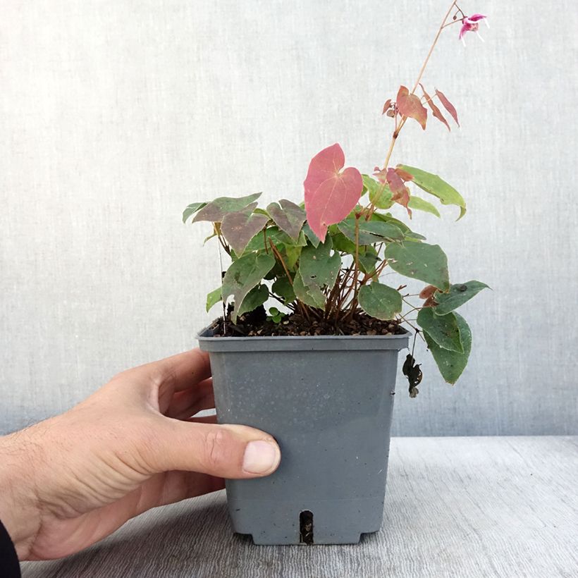 Example of Epimedium grandiflorum Pretty in Pink - Großblumige Elfenblume Topf mit 1L/1,5L as you get in automne