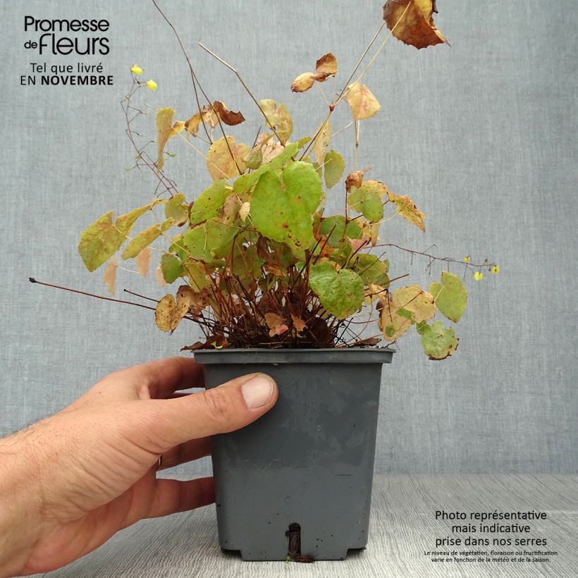 Example of Epimedium platypetalum Sunny and Share - Elfenblume Topf mit 1L/1,5L as you get in automne