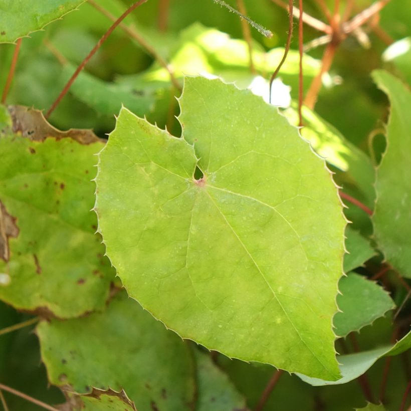 Epimedium platypetalum Sunny and Share - Elfenblume (Foliage)