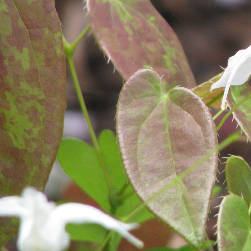 Epimedium ogisui - Elfenblume (Foliage)