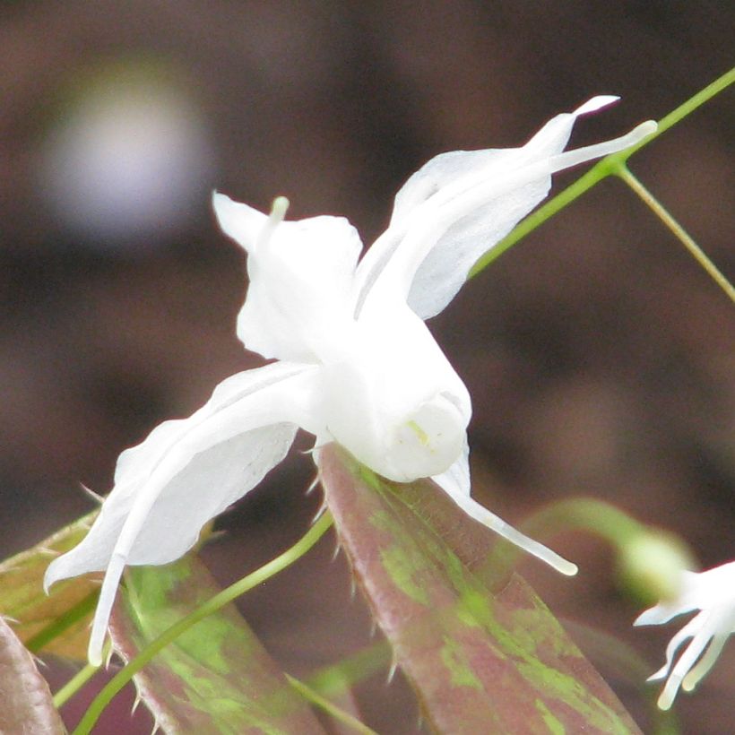 Epimedium ogisui - Elfenblume (Flowering)