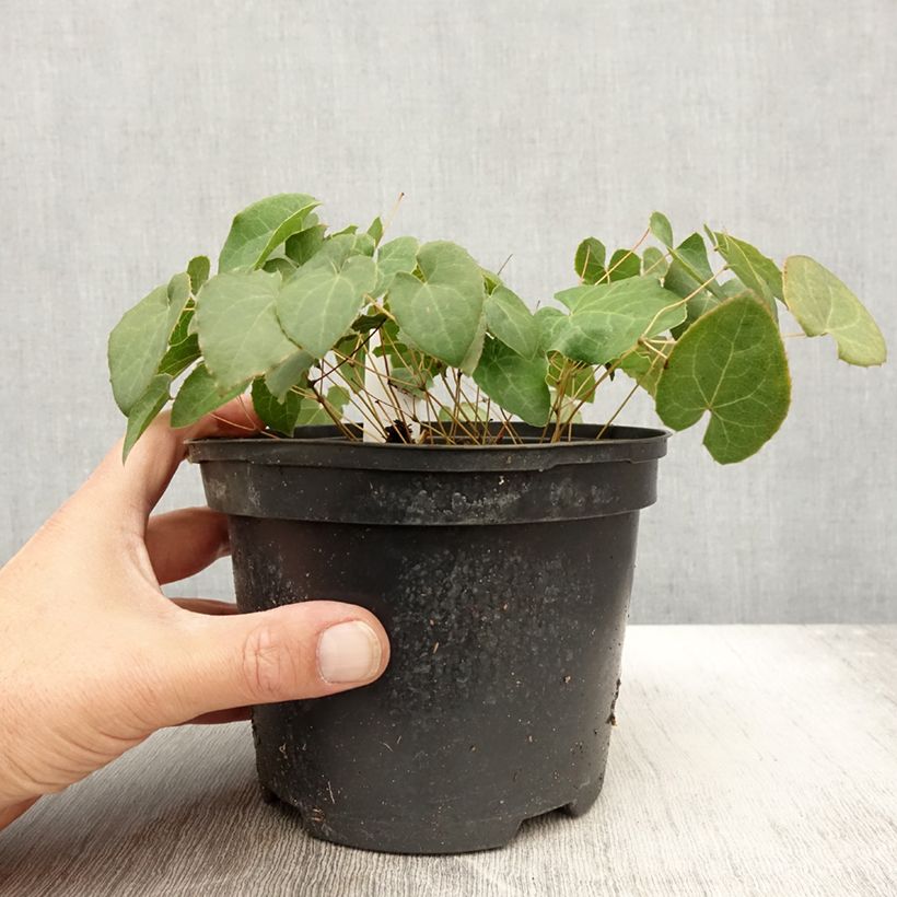 Example of Epimedium perralchicum Fröhnleiten - Elfenblume Topf mit 2L/3L as you get in automne