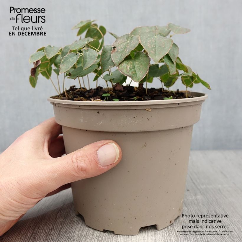 Exemplar von Epimedium perralchicum Fröhnleiten - Elfenblume Topf mit 2L/3L wie im Winter geliefert