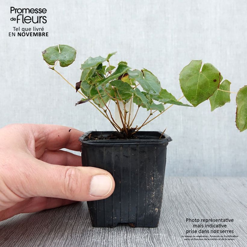 Example of Epimedium perralderianum - Elfenblume Kleine Töpfe von 8/9 cm as you get in automne