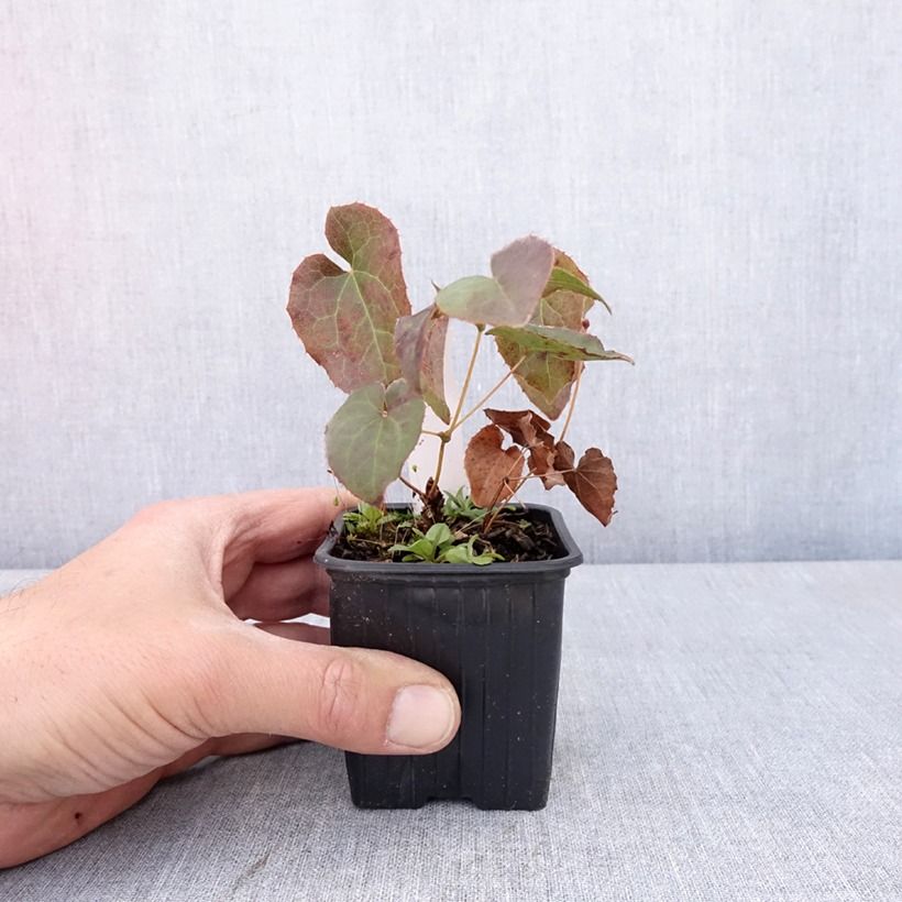 Exemplar von Epimedium perralderianum - Elfenblume Kleine Töpfe von 8/9 cm wie im Frühjahr geliefert