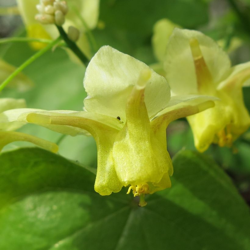 Epimedium pinnatum - Gefiederte Elfenblume (Flowering)