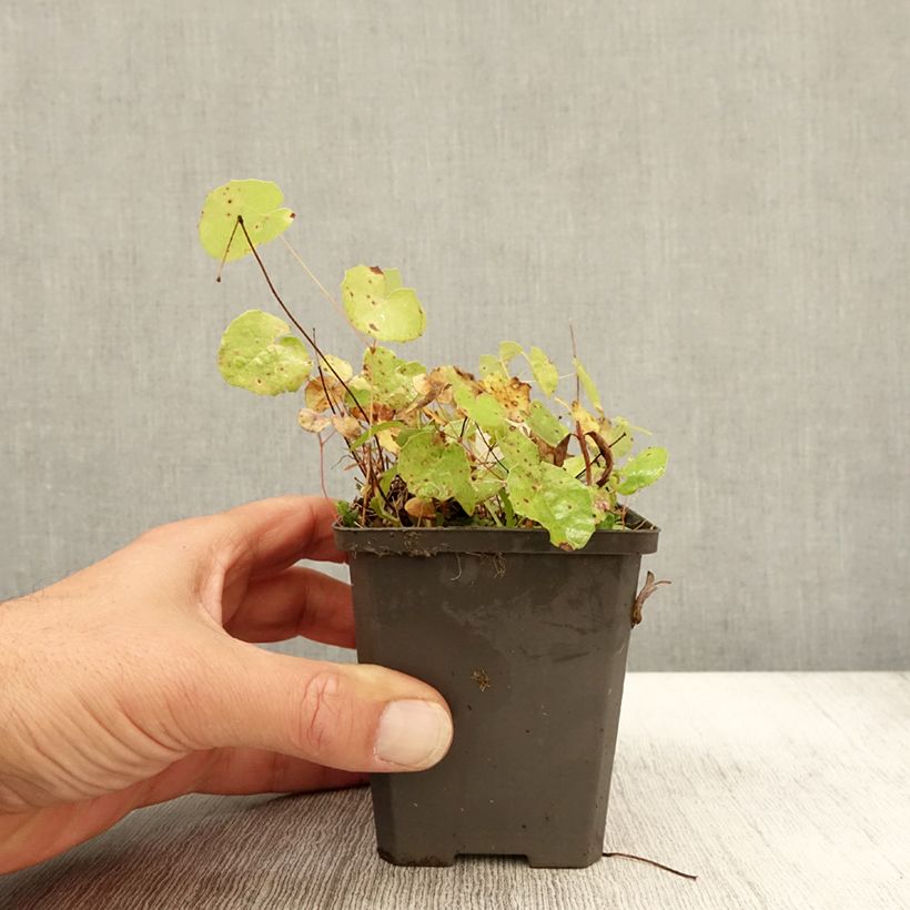 Example of Epimedium platypetalum - Elfenblume Kleine Töpfe von 8/9 cm as you get in automne