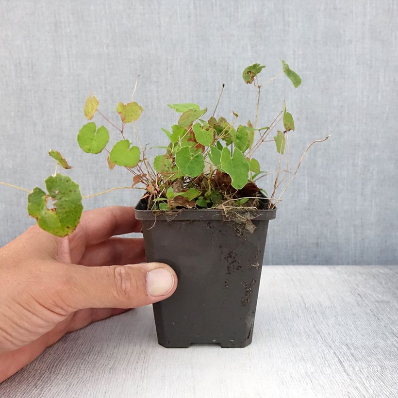 Exemplar von Epimedium platypetalum - Elfenblume Kleine Töpfe von 8/9 cm wie im Sommer geliefert