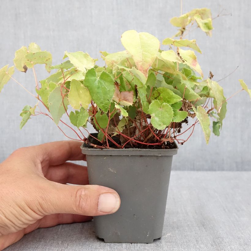 Example of Epimedium rhizomatosum - Elfenblume Kleine Töpfe von 8/9 cm as you get in ete