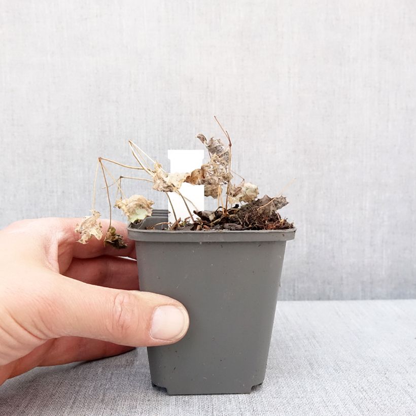 Exemplar von Epimedium rhizomatosum - Elfenblume Kleine Töpfe von 8/9 cm wie im Winter geliefert