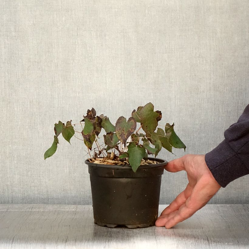 Example of Epimedium rubrum - Rote Elfenblume Topf mit 2L/3L as you get in automne