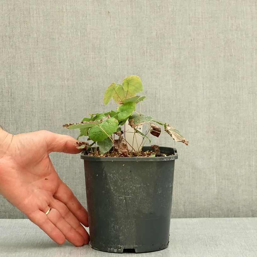 Exemplar von Epimedium stellulatum Wudang Star - Elfenblume Topf mit 1L/1,5L wie im Herbst geliefert