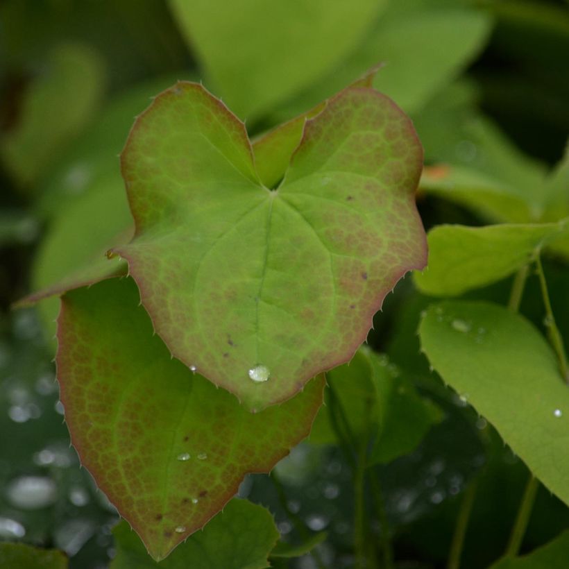 Epimedium warleyense - Warley-Elfenblume (Foliage)