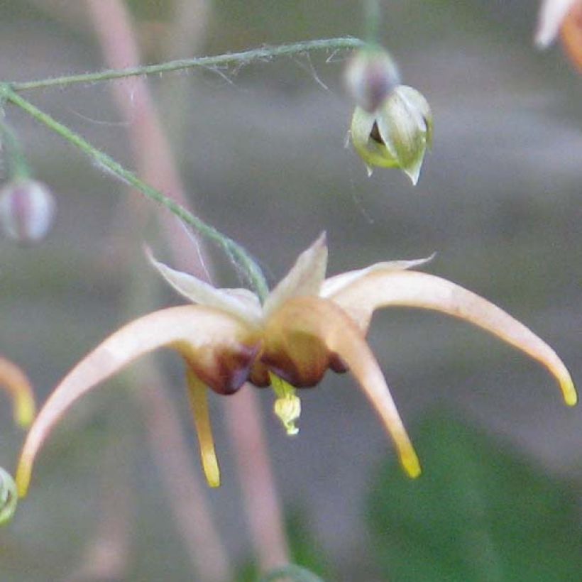 Epimedium wushanense Caramel - Elfenblume (Flowering)