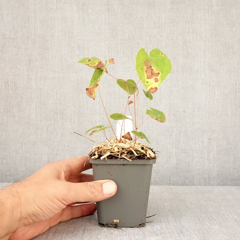 Exemplar von Epimedium youngianum Merlin - Elfenblume Kleine Töpfe von 8/9 cm wie im Herbst geliefert