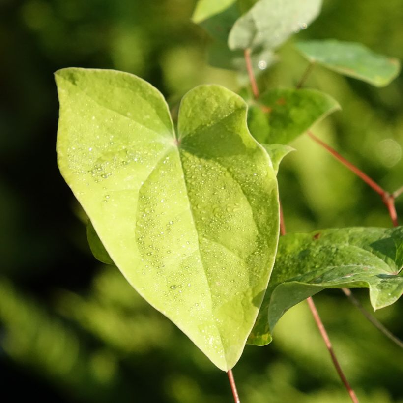 Epimedium youngianum Merlin - Elfenblume (Foliage)
