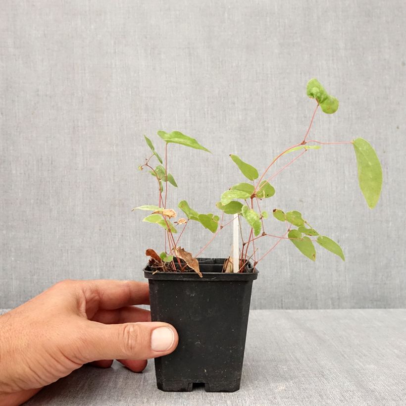 Exemplar von Epimedium youngianum Niveum - Elfenblume Kleine Töpfe von 8/9 cm wie im Herbst geliefert