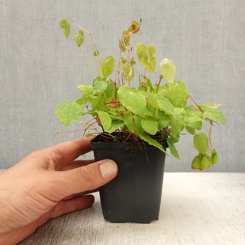 Exemplar von Epimedium youngianum Yenomoto - Elfenblume Kleine Töpfe von 8/9 cm wie im Frühjahr geliefert