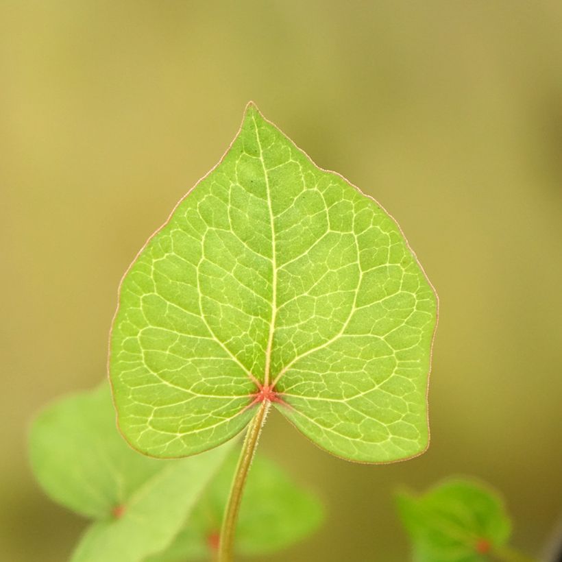 Stauden-Buchweisen - Fagopyrum dibotrys (Foliage)